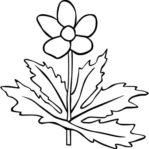 Gg Anemone Canadensis Outline PNG Clip art