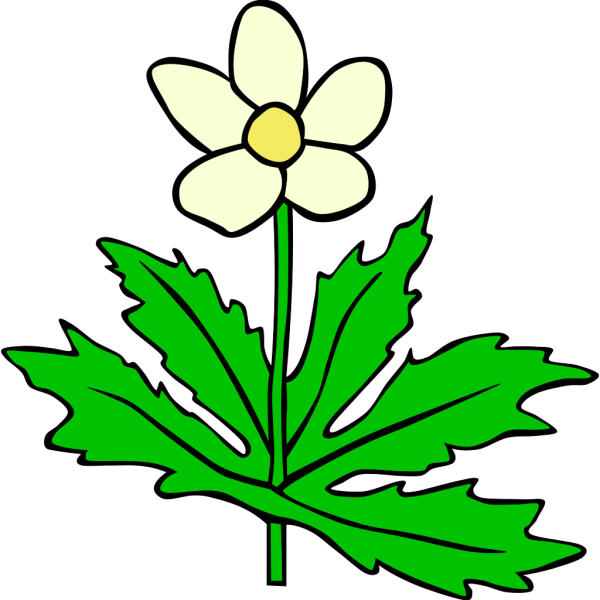 Anemone Canadensis Flower PNG Clip art