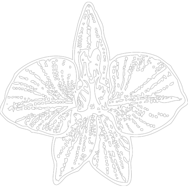 White Orchid Outline PNG Clip art