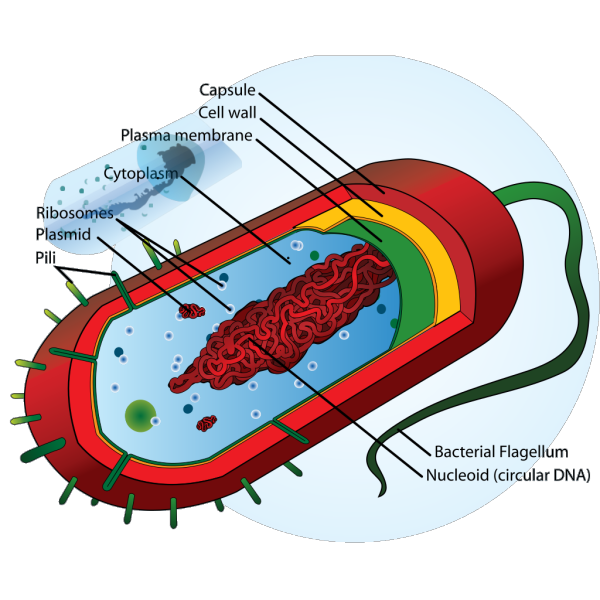 Bacteria Cell PNG Clip art