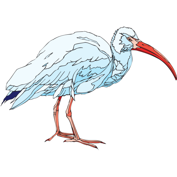 White Ibis PNG Clip art