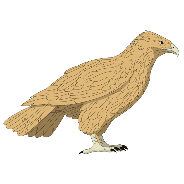 Brown Feathered Falcon PNG Clip art