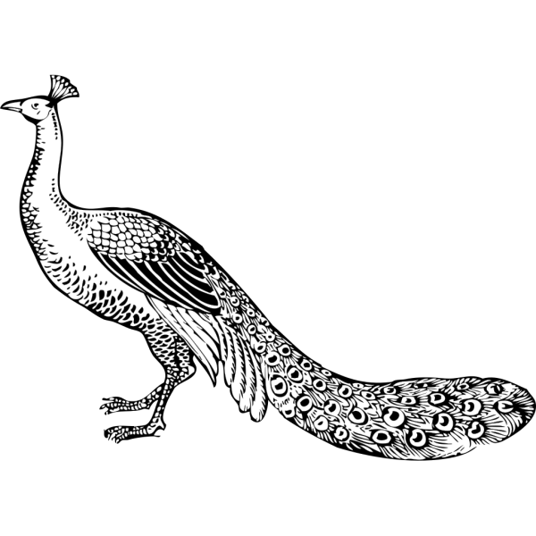 Peacock Drawing PNG Clip art