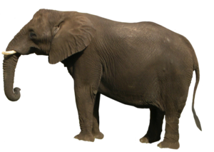 African Elephant PNG Clipart PNG Clip art