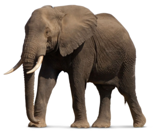 African Elephant PNG File PNG Clip art