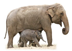 African Elephant PNG Free Download PNG Clip art