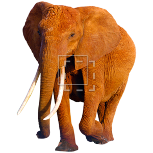 African Elephant PNG HD PNG Clip art