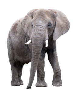 African Elephant PNG Image PNG Clip art
