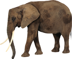 African Elephant PNG Photos PNG Clip art