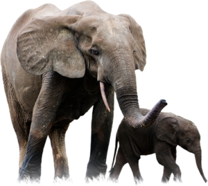 African Elephant PNG Pic PNG Clip art