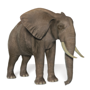 African Elephant Transparent Background PNG Clip art