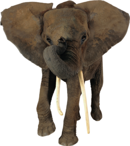 African Elephant Transparent PNG PNG Clip art