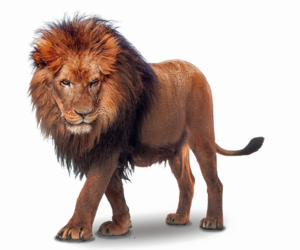 African Lion PNG File PNG Clip art