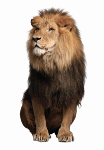 African Lion PNG Pic PNG Clip art