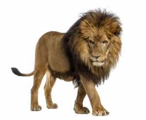 African Lion Transparent Background PNG Clip art