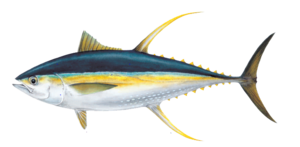 Ahi Tuna PNG Pic PNG Clip art