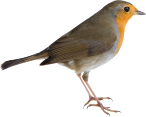 American Robin PNG Picture PNG Clip art