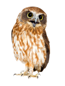 Barn Owl PNG HD PNG Clip art