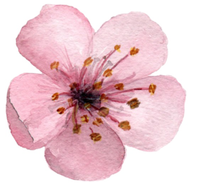 Blossom PNG Clipart Background PNG Clip art