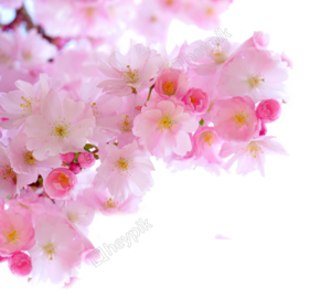 Blossom PNG Image Free Download PNG Clip art