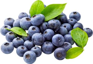 Blueberry PNG Free Download PNG Clip art