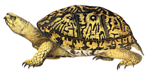 Box Turtle PNG Image PNG Clip art