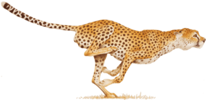 Cheetah PNG Image PNG Clip art