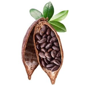 Cocoa Beans PNG Photos PNG Clip art