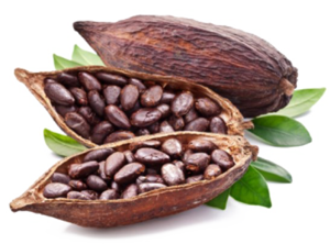 Cocoa Beans PNG Pic PNG Clip art