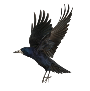 Crow PNG Background Image PNG Clip art