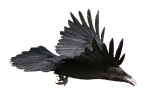 Crow PNG Image PNG Clip art
