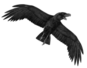 Crow PNG Transparent Image PNG Clip art