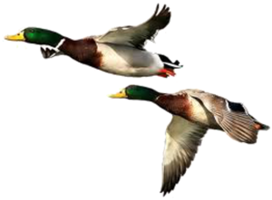 Duck PNG Free Download PNG Clip art