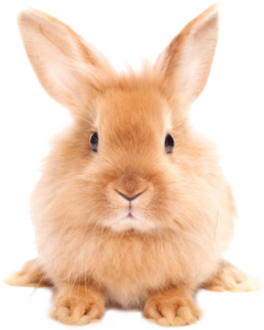 Easter Rabbit PNG HD PNG Clip art