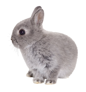Easter Rabbit Transparent PNG PNG Clip art