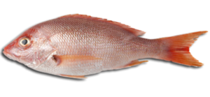 Fish Meat PNG Clip art