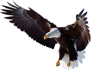 Flying Eagle PNG Clipart PNG Clip art