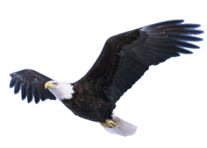 Flying Eagle Transparent PNG PNG Clip art