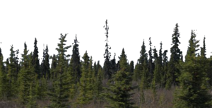 Forest PNG Transparent Background PNG Clip art