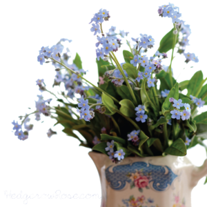 Forget Me Not PNG Pic PNG Clip art