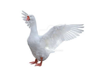 Goose PNG Picture PNG Clip art