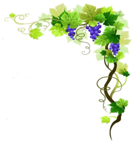 Grapevine PNG Transparent Image PNG Clip art