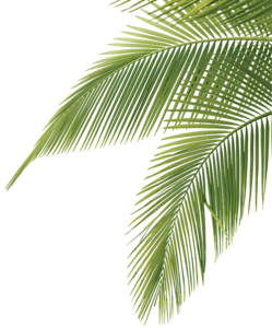 Green Palm Leaves PNG Photo PNG Clip art