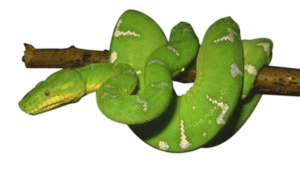 Green Snake PNG Photos PNG Clip art