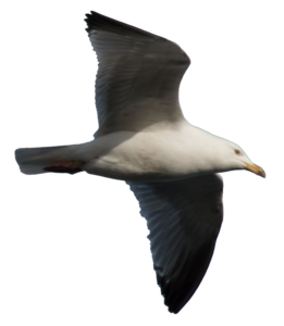 Gulls PNG Free Download PNG Clip art