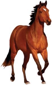 Horse PNG Transparent Image PNG Clip art