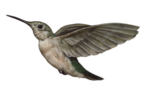 Hummingbird Transparent Images PNG PNG Clip art
