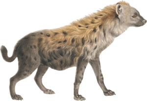 Hyena Transparent PNG PNG Clip art
