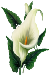Lily PNG File PNG Clip art