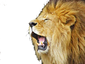 Lioness Roar PNG Picture PNG Clip art